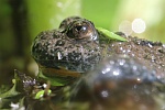 Gelbbauchunke (Bombina variegata)