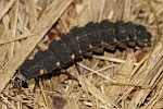 Groer Leuchtkfer (Lampyris noctiluca)