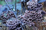 Violetter Knorpelschichtpilz (Chondrostereum purpureum)