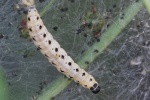 Pfaffenhtchen-Gespinstmotte (Yponomeuta cagnagella)