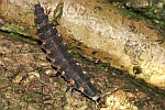 Groer Leuchtkfer (Lampyris noctiluca)