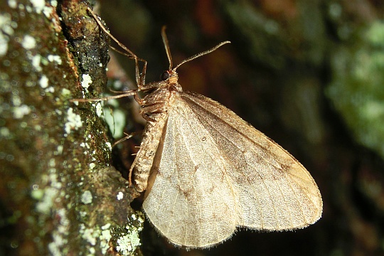 Kleiner Frostspanner (Operophtera brumata)