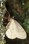 Kleiner Frostspanner (Operophtera brumata)