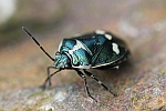 Kohlwanze (Eurydema oleraceum)