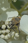 Pinselkäfer (Trichius zonatus)