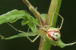 Gewhnliche Ovalspinne (Enoplognatha ovata)