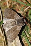 Buchen-Streckfu (Calliteara pudibunda)