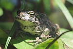 Wechselkrte (Bufo viridis)