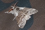 Buchen-Streckfu (Calliteara pudibunda)