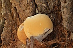 Harziger Lackporling (Ganoderma resinaceum)