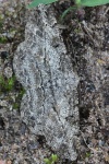 Rauten-Rindenspanner (Peribatodes rhomboidaria)