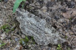 Rauten-Rindenspanner (Peribatodes rhomboidaria)
