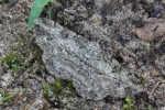 Rauten-Rindenspanner (Peribatodes rhomboidaria)