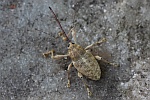 Esskastanienbohrer (Curculio elephas)