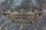 Rauten-Rindenspanner (Peribatodes rhomboidaria)