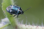 Kohlwanze (Eurydema oleraceum)