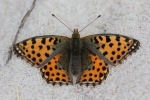 Kleiner Perlmutterfalter (Issoria lathonia)