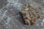 Rauten-Rindenspanner (Peribatodes rhomboidaria)