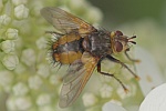 Igelfliege (Echinomyia fera)