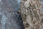 Rauten-Rindenspanner (Peribatodes rhomboidaria)