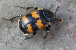Gemeiner Totengr�ber (Nicrophorus vespillo)