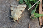 Bilsenkraut-Bl�teneule (Heliothis peltigera)