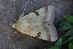 Bilsenkraut-Bl�teneule (Heliothis peltigera)