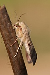 Bilsenkraut-Bl�teneule (Heliothis peltigera)