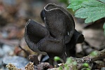 Grubenlorchel (Helvella lacunosa)