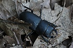 Balkenschrter (Dorcus parallelipipedus)