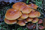 Gemeiner Samtfurbling (Flammulina velutipes)