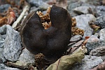 Grubenlorchel (Helvella lacunosa)