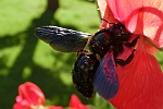 Groe Holzbiene (Xylocopa violacea)