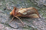 R�hricht-Goldeule (Plusia festucae)