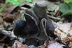 Grubenlorchel (Helvella lacunosa)