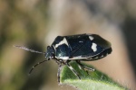 Kohlwanze (Eurydema oleraceum)