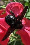 Groe Holzbiene (Xylocopa violacea)