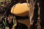 Harziger Lackporling (Ganoderma resinaceum)