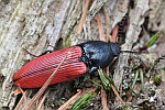 Blutroter Schnellkfer (Ampedus sanguineus)