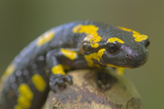 Feuersalamander (Salamandra salamandra)