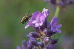 Kl. Raubhausfliege (Coenosia tigrina)