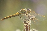 Gemeine Heidelibelle (Sympetrum vulgatum)