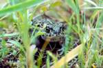 Kreuzkrte (Bufo calamita)