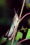 Weirandiger Grashpfer (Chorthippus albomarginatus)