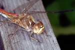 Gemeine Heidelibelle (Sympetrum vulgatum)