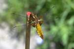 Plattbauch (Libellula depressa)