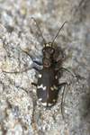 Brauner Sandlaufkfer (Cicindela hybrida)