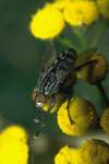 Graue Fleischfliege (Sarcophaga carnaria)
