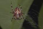 Gartenkreuzspinne (Araneus diadematus)