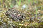 Kreuzkrte (Bufo calamita)